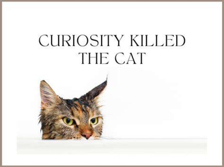 Curiosity can kill the cat lyrics